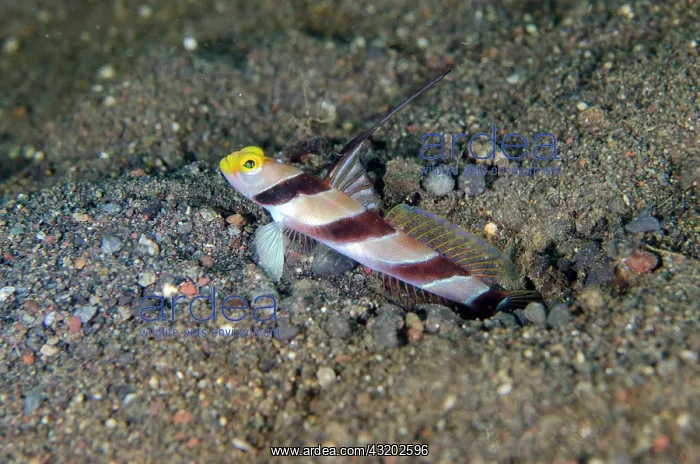 : Black-rayed Shrimpgoby - with erect fin - Melasti : Black-rayed Shrimpgoby - with erect fin - Melasti