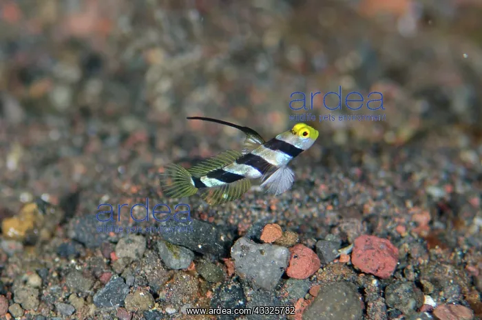 : Black-rayed Shrimpgoby with erect fin - Pong Pong : Black-rayed Shrimpgoby with erect fin - Pong Pong