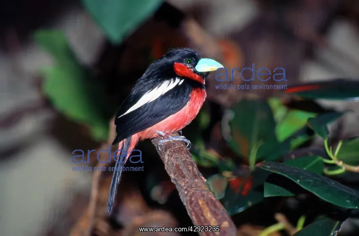 : Black & Red Broadbill : Black & Red Broadbill