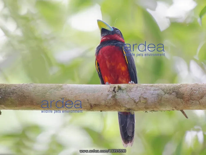 : Black and Red Broadbill Cymbirhynchus macrorhync : Black and Red Broadbill Cymbirhynchus macrorhync