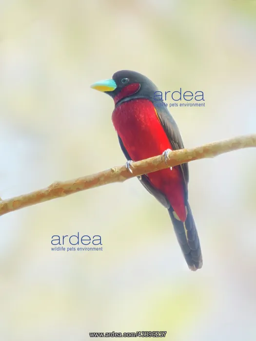 : Black and Red Broadbill Cymbirhynchus macrorhynchos : Black and Red Broadbill Cymbirhynchus macrorhynchos