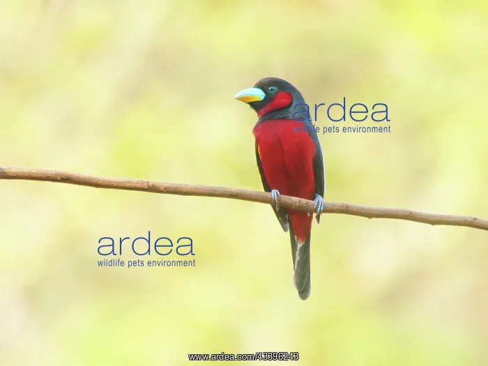 : Black and Red Broadbill Cymbirhynchus macrorhynchos : Black and Red Broadbill Cymbirhynchus macrorhynchos