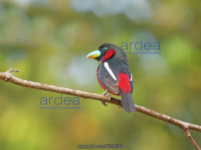 : Black and Red Broadbill Cymbirhynchus macrorhynchos : Black and Red Broadbill Cymbirhynchus macrorhynchos