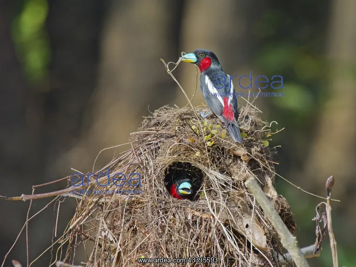 : Black and Red Broadbill pair building nest Cymbi : Black and Red Broadbill pair building nest Cymbi