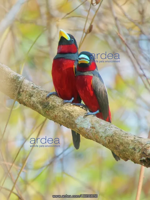  : Black and Red Broadbill pair Cymbirhynchus macrorhynchos
