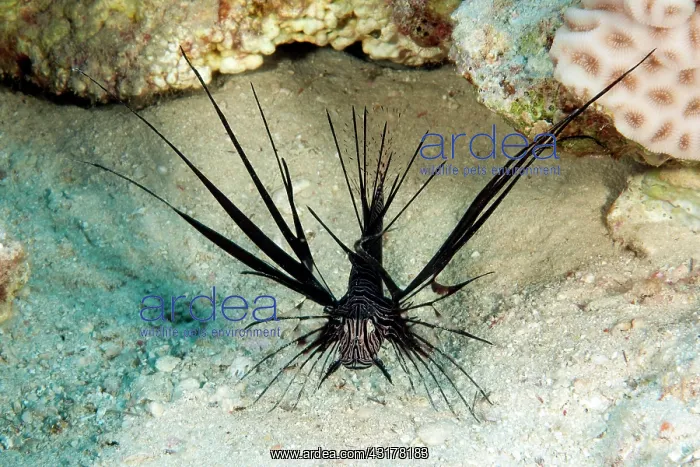 : Black Red Lionfish (Pterois volitans) on sandy bottom : Black Red Lionfish (Pterois volitans) on sandy bottom