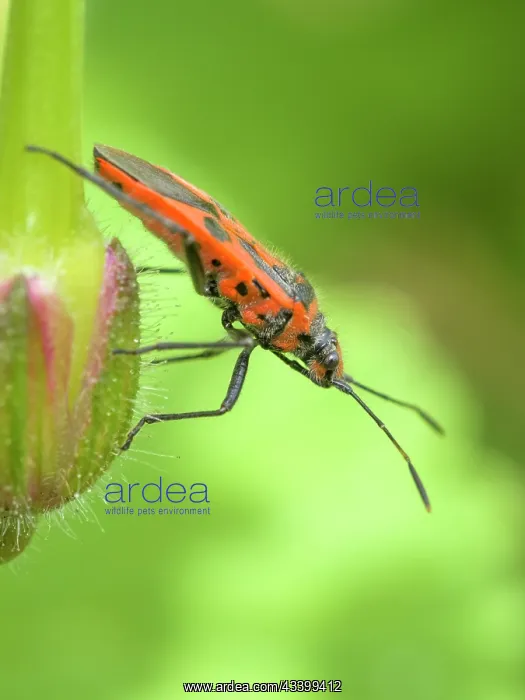 : Black and Red Squash Bug : Black and Red Squash Bug