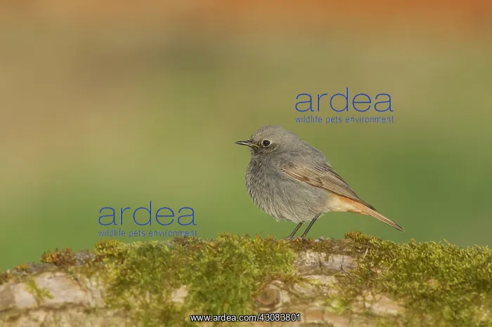  : Black Redstart
