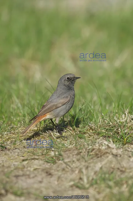 : Black Redstart : Black Redstart