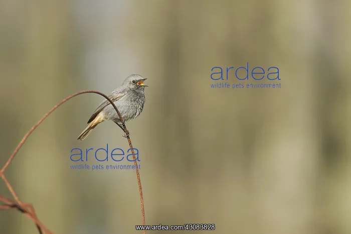: Black Redstart : Black Redstart