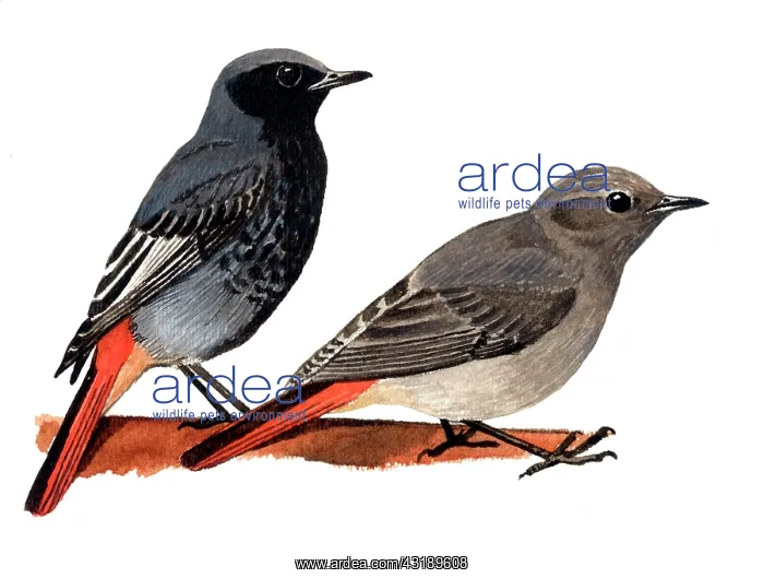 : Black Redstart : Black Redstart