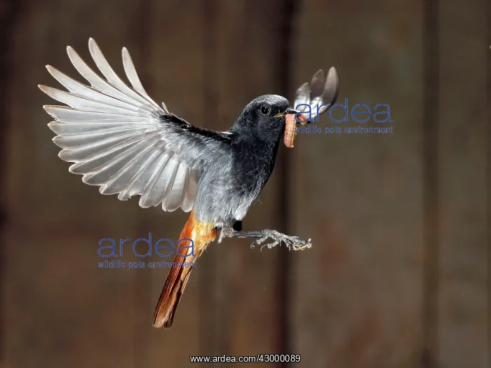 : Black Redstart - adult flying with its prey : Black Redstart - adult flying with its prey
