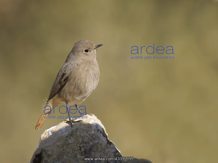 : Black Redstart - female Phoenicurus ochruros Valencia : Black Redstart - female Phoenicurus ochruros Valencia