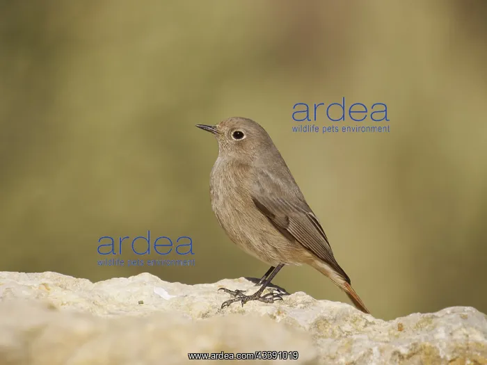 : Black Redstart - female Phoenicurus ochruros Valencia : Black Redstart - female Phoenicurus ochruros Valencia