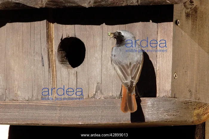 : Black Redstart - male with food in mouth - entering nest : Black Redstart - male with food in mouth - entering nest