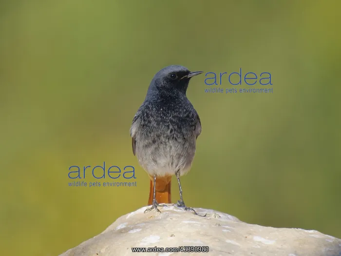 : Black Redstart - male Phoenicurus ochruros Valencia : Black Redstart - male Phoenicurus ochruros Valencia