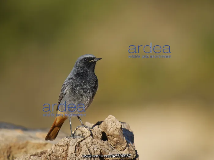 : Black Redstart - male Phoenicurus ochruros Valencia : Black Redstart - male Phoenicurus ochruros Valencia