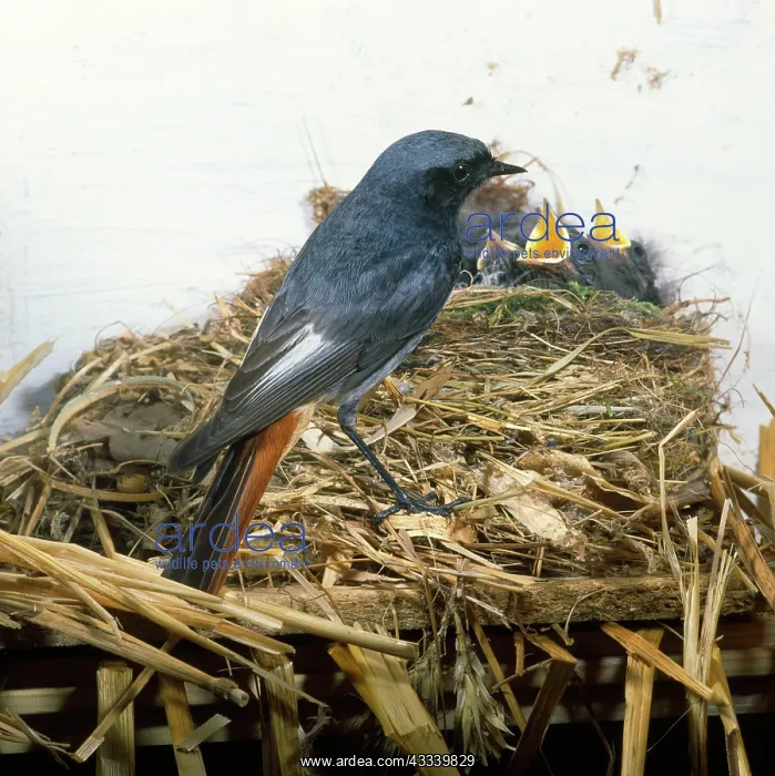 : Black REDSTART - at nest with chicks : Black REDSTART - at nest with chicks