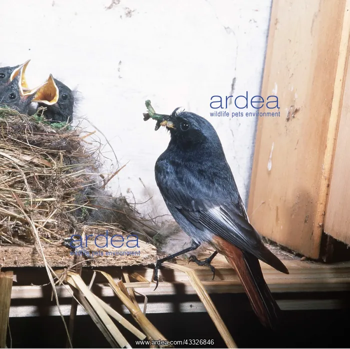 : BLACK REDSTART - at nest, with food in beak for chicks : BLACK REDSTART - at nest, with food in beak for chicks