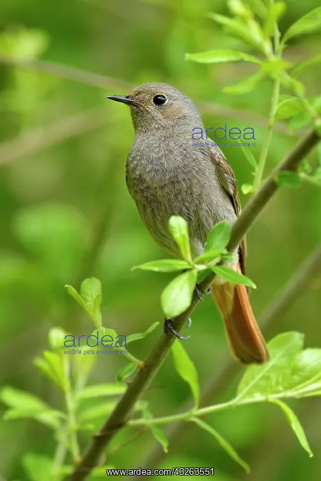 : Black redstart (Phoenicurus ochruros), female sitting : Black redstart (Phoenicurus ochruros), female sitting