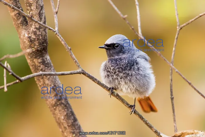 : Black Redstart (Phoenicurus ochruros) on a branch : Black Redstart (Phoenicurus ochruros) on a branch