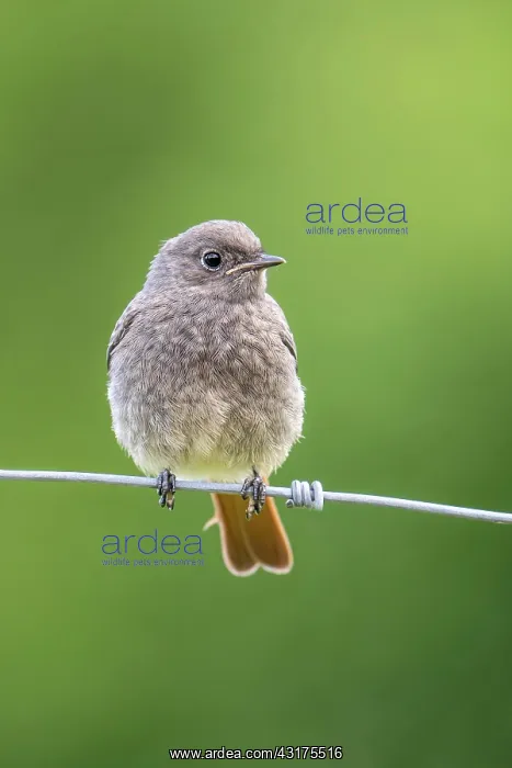 : Black redstart (Phoenicurus ochruros), Redstart : Black redstart (Phoenicurus ochruros), Redstart