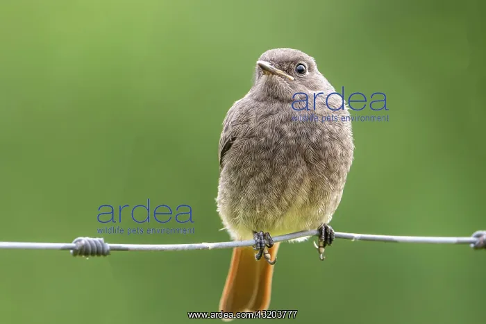 : Black redstart (Phoenicurus ochruros), redstart : Black redstart (Phoenicurus ochruros), redstart