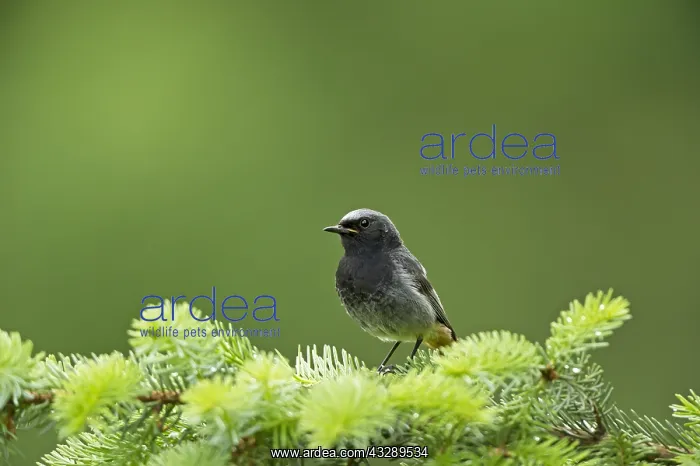  : Black Redstart (Phoenicurus ochruros) young mal