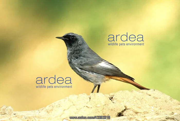 : BLACK REDSTART - PORTRAIT : BLACK REDSTART - PORTRAIT