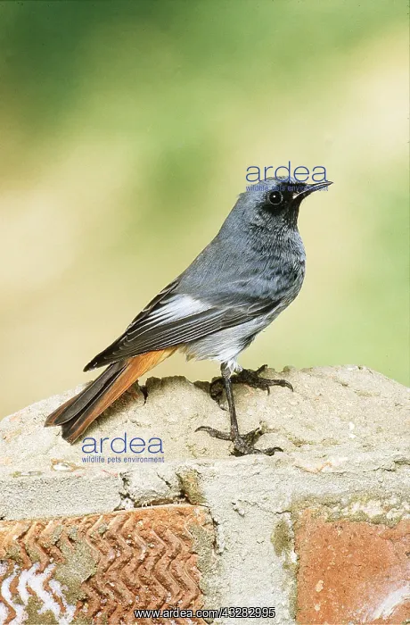 : BLACK REDSTART - ON WALL : BLACK REDSTART - ON WALL