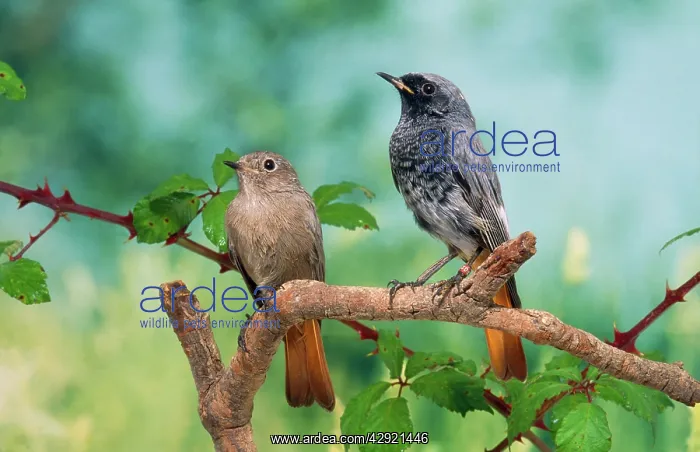 : Black Redstarts - pair on branch : Black Redstarts - pair on branch