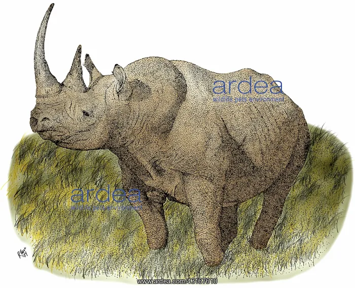 : Black Rhineceros : Black Rhineceros