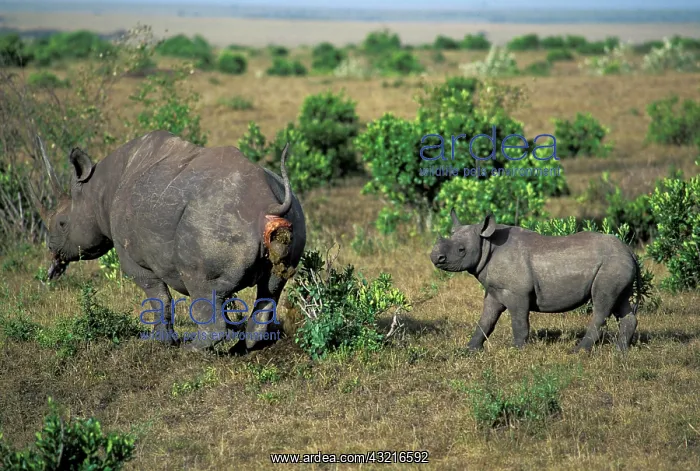 : Black Rhino with baby shitting ( Diceros bicornis) : Black Rhino with baby shitting ( Diceros bicornis)