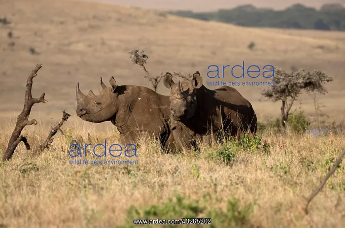 : Two Black rhino, Diceros bicornis, at Lewa Wildlife : Two Black rhino, Diceros bicornis, at Lewa Wildlife