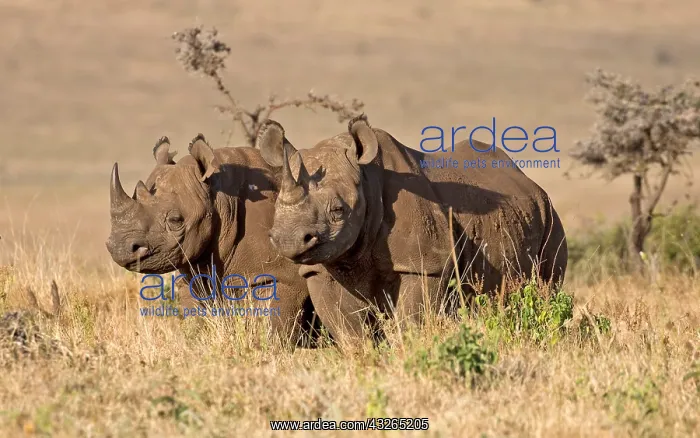 : Two Black rhino, Diceros bicornis, at Lewa Wildlife : Two Black rhino, Diceros bicornis, at Lewa Wildlife