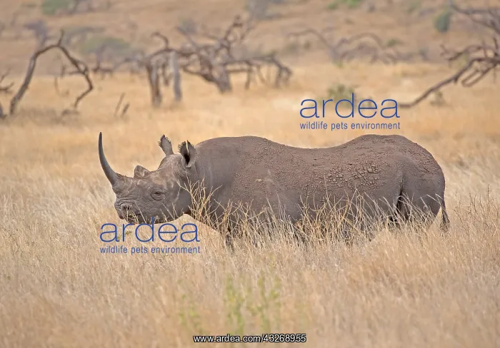 : Black rhino, Diceros bicornis, at Lewa Wildlife : Black rhino, Diceros bicornis, at Lewa Wildlife