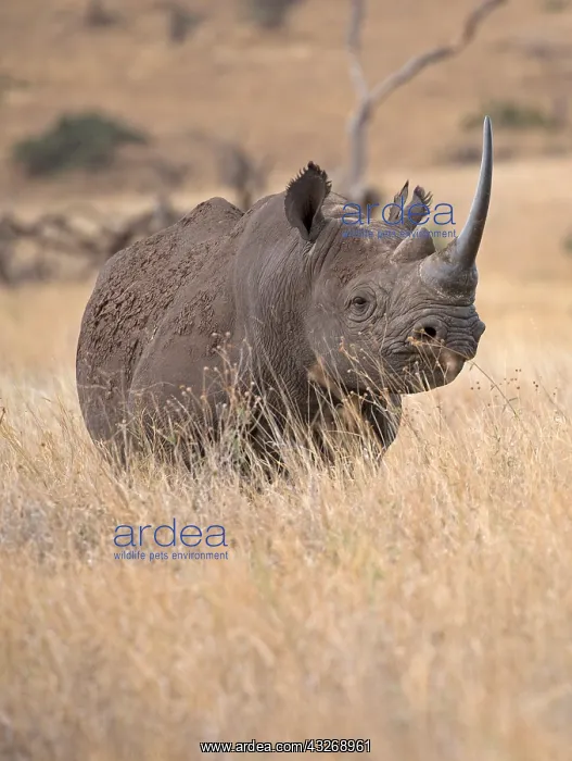 : A Black rhino, Diceros bicornis, at Lewa Wildlife : A Black rhino, Diceros bicornis, at Lewa Wildlife