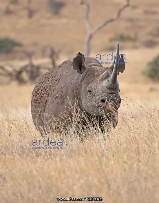 : A Black rhino, Diceros bicornis at Lewa Wildlife : A Black rhino, Diceros bicornis at Lewa Wildlife