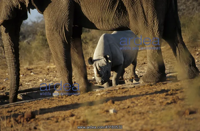 : Black rhino between elephants (Diceros bicornis) : Black rhino between elephants (Diceros bicornis)