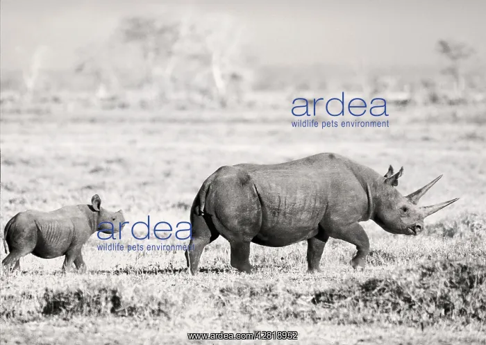 : Black Rhino / Hook-lipped Rhinoceros - with calf : Black Rhino / Hook-lipped Rhinoceros - with calf