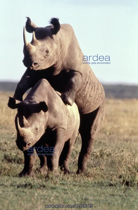  : Black Rhino  /  Hooked-Lipped