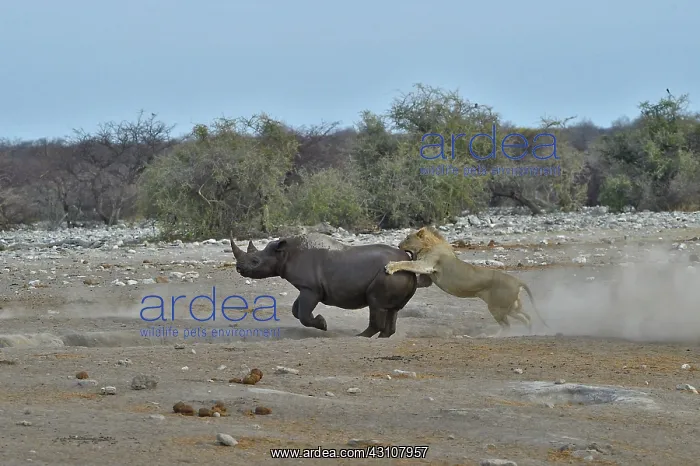 : This Black Rhino has stumbled into a cavity and : This Black Rhino has stumbled into a cavity and