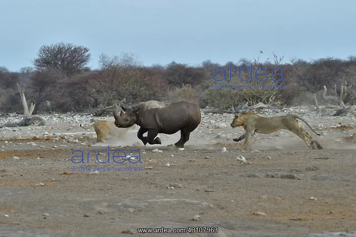  : This Black Rhino has stumbled into a cavity and