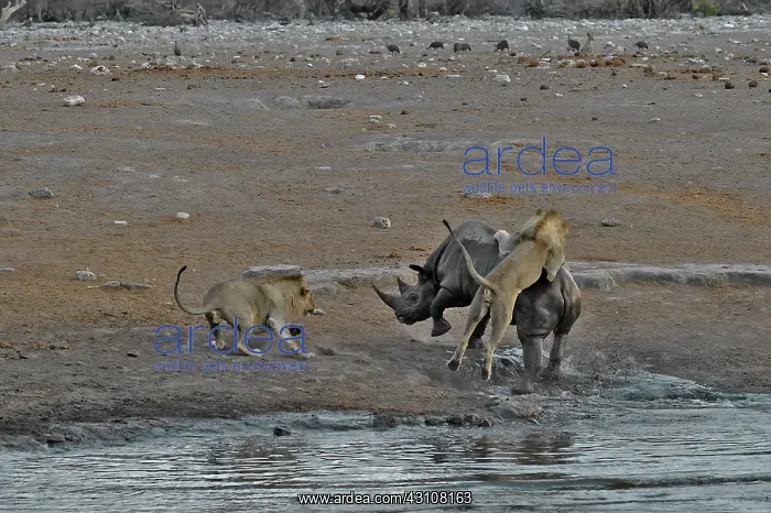 : This Black Rhino has stumbled into a cavity and : This Black Rhino has stumbled into a cavity and