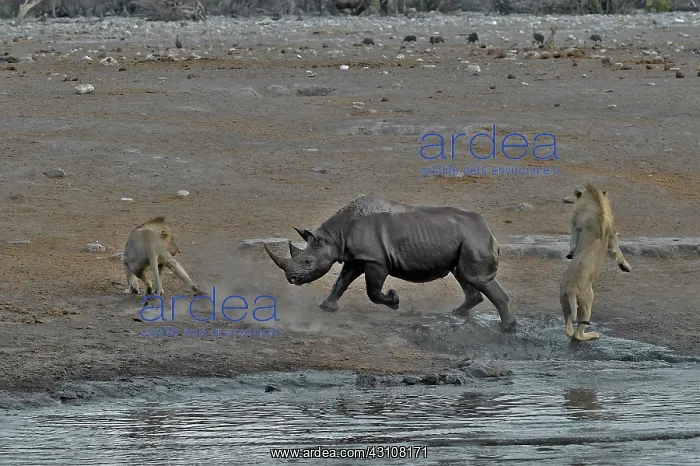 : This Black Rhino has stumbled into a cavity and : This Black Rhino has stumbled into a cavity and