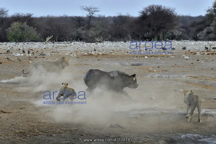 : This Black Rhino has stumbled into a cavity and : This Black Rhino has stumbled into a cavity and