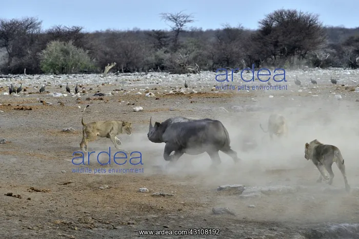 : This Black Rhino has stumbled into a cavity and : This Black Rhino has stumbled into a cavity and
