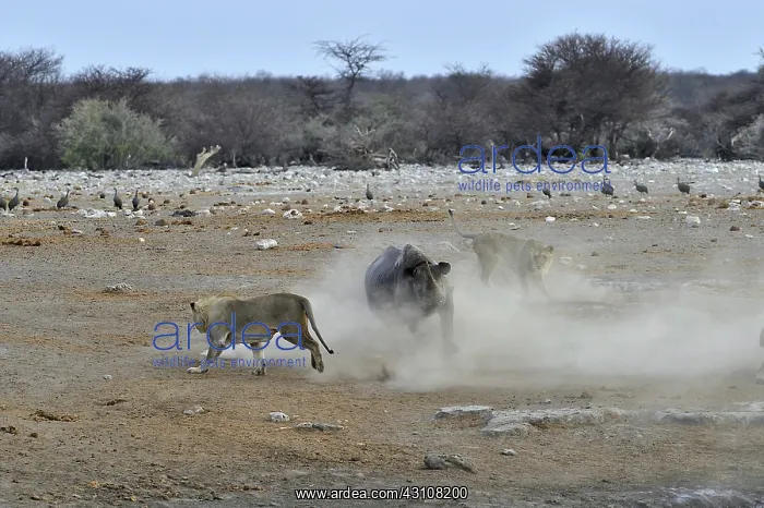  : This Black Rhino has stumbled into a cavity and