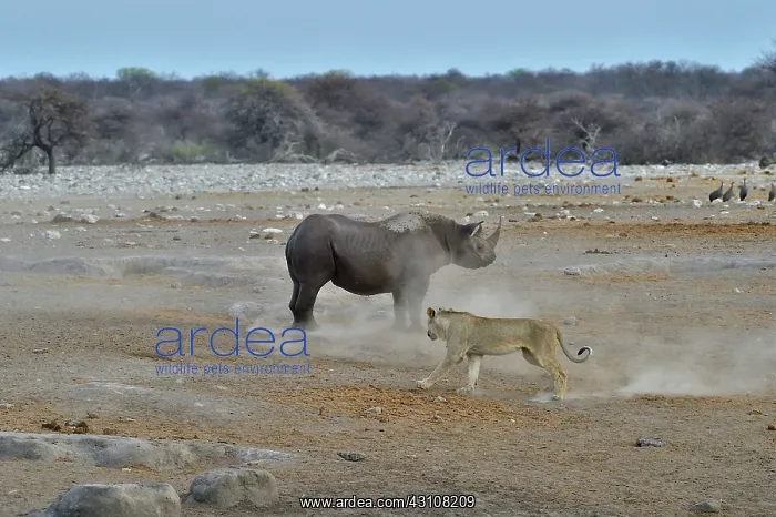 : This Black Rhino has stumbled into a cavity and : This Black Rhino has stumbled into a cavity and