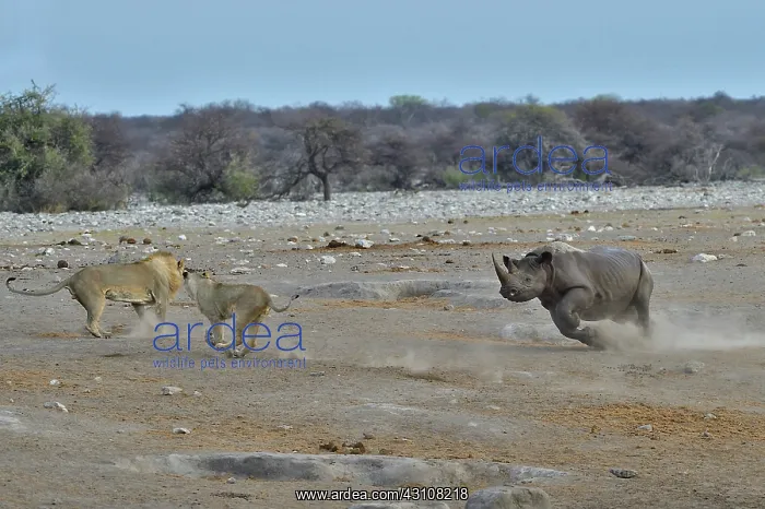 : This Black Rhino has stumbled into a cavity and : This Black Rhino has stumbled into a cavity and